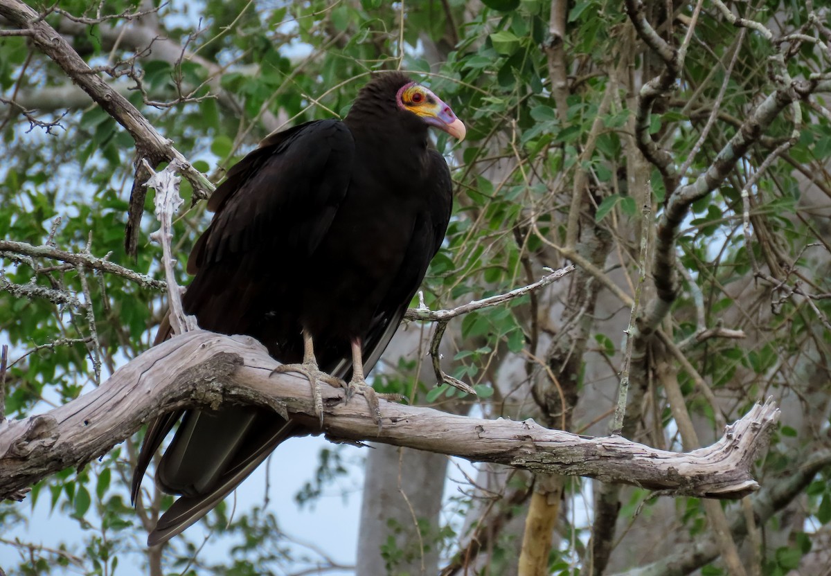 Lesser Yellow-headed Vulture - ML619113658