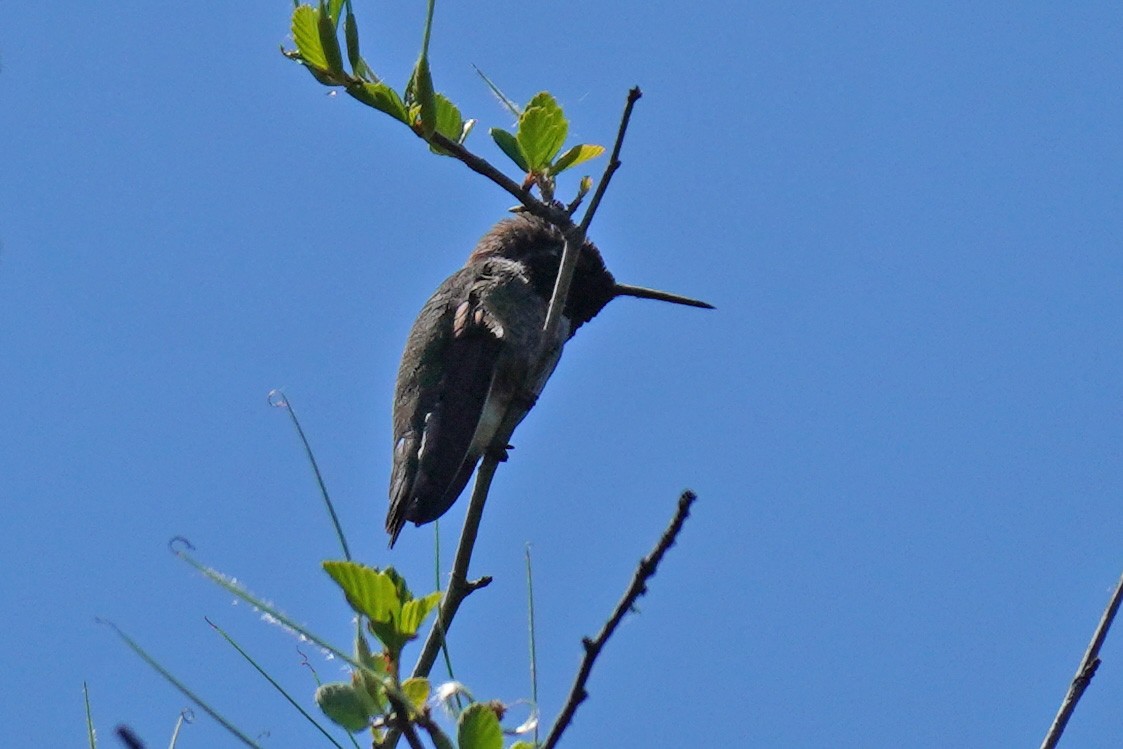 Anna's Hummingbird - ML619113663