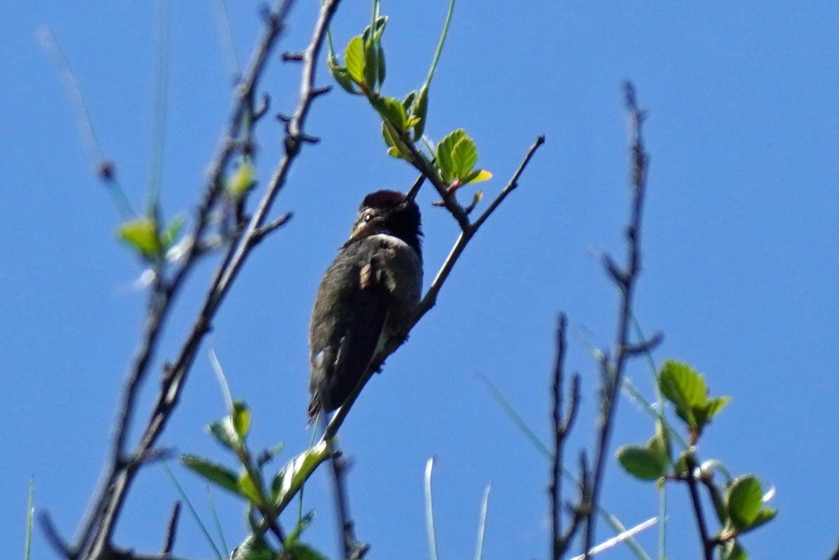 Anna's Hummingbird - ML619113664