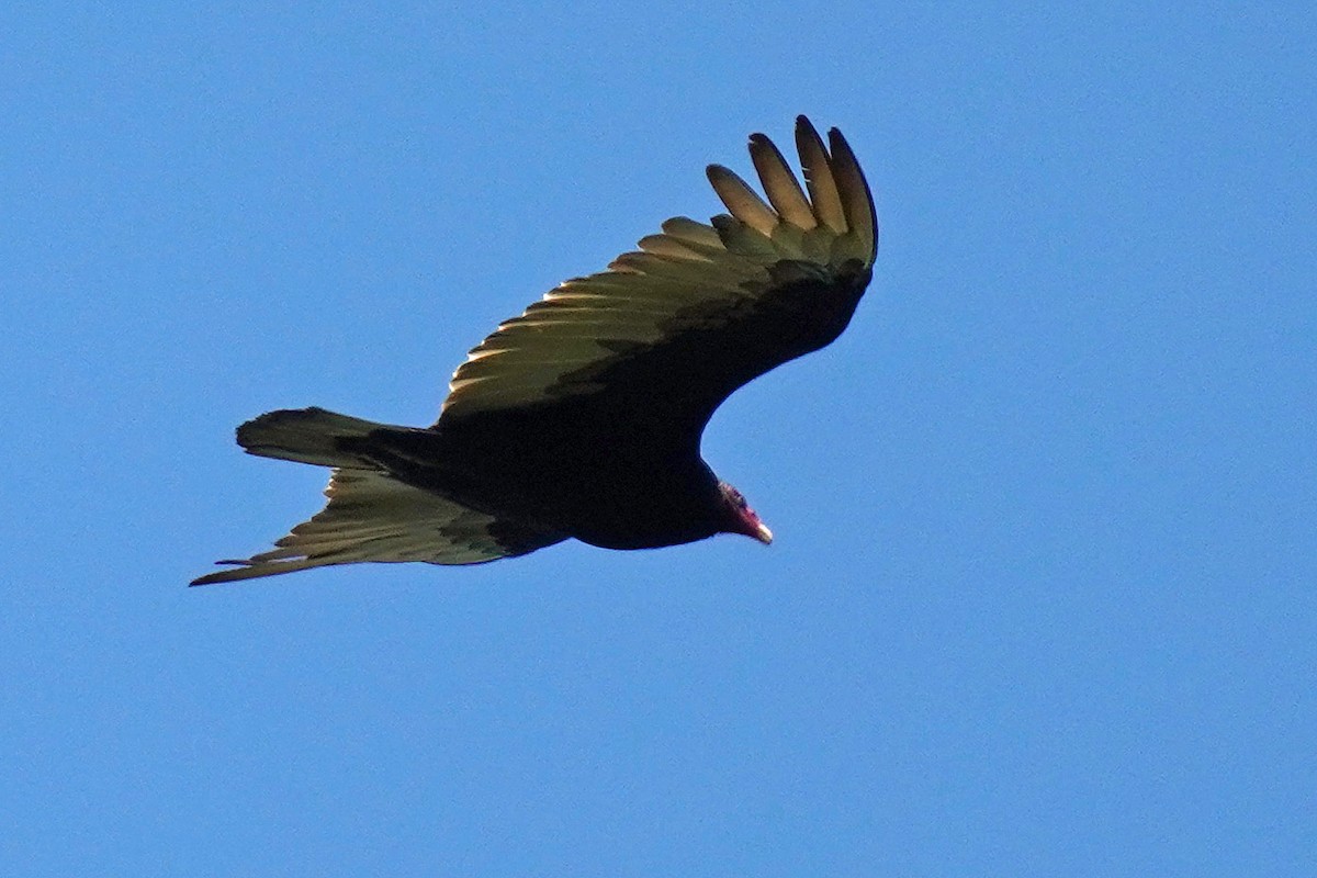 Turkey Vulture - ML619113689