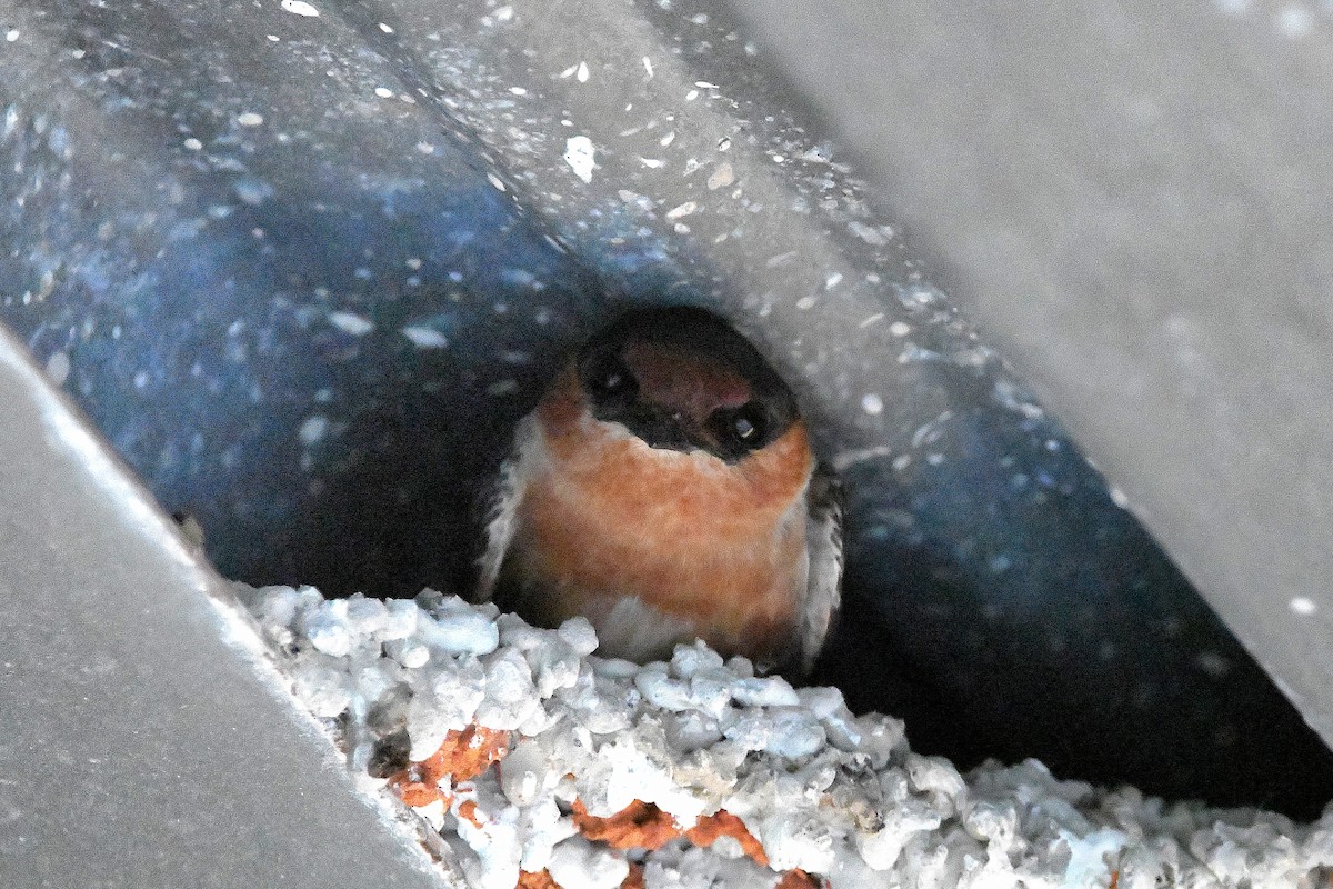 Cave Swallow - ML619113704