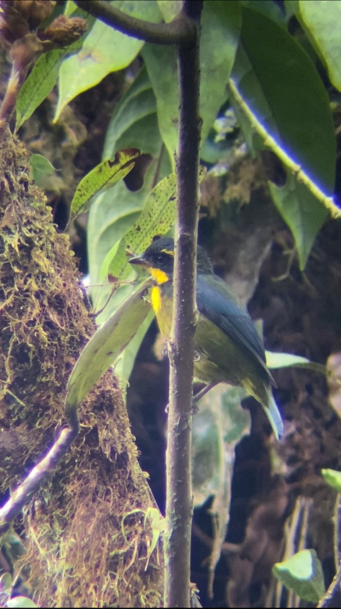 Gold-ringed Tanager - ML619113719