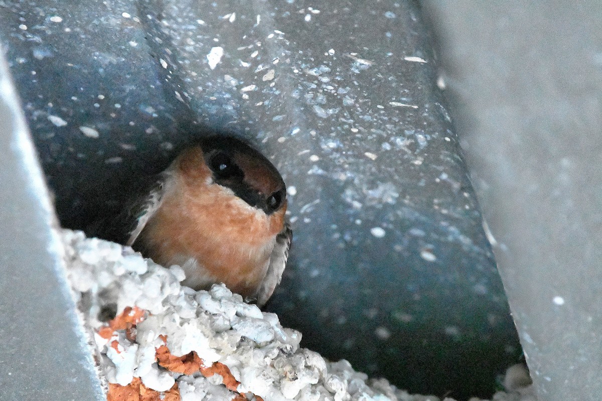 Cave Swallow - ML619113720