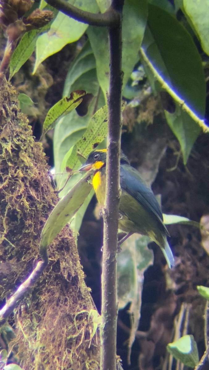 Gold-ringed Tanager - ML619113726