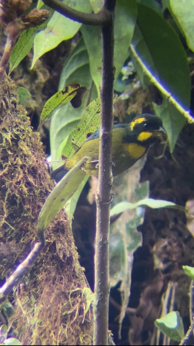 Gold-ringed Tanager - ML619113733