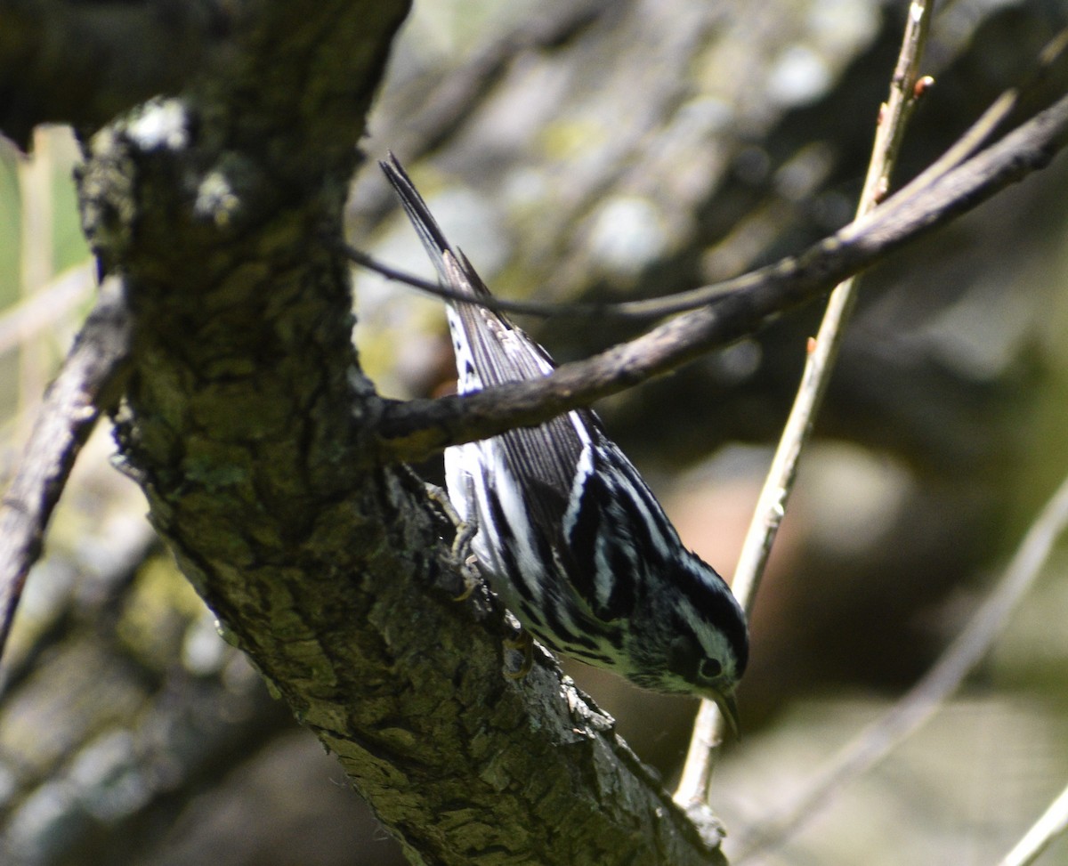 Black-and-white Warbler - ML619113737