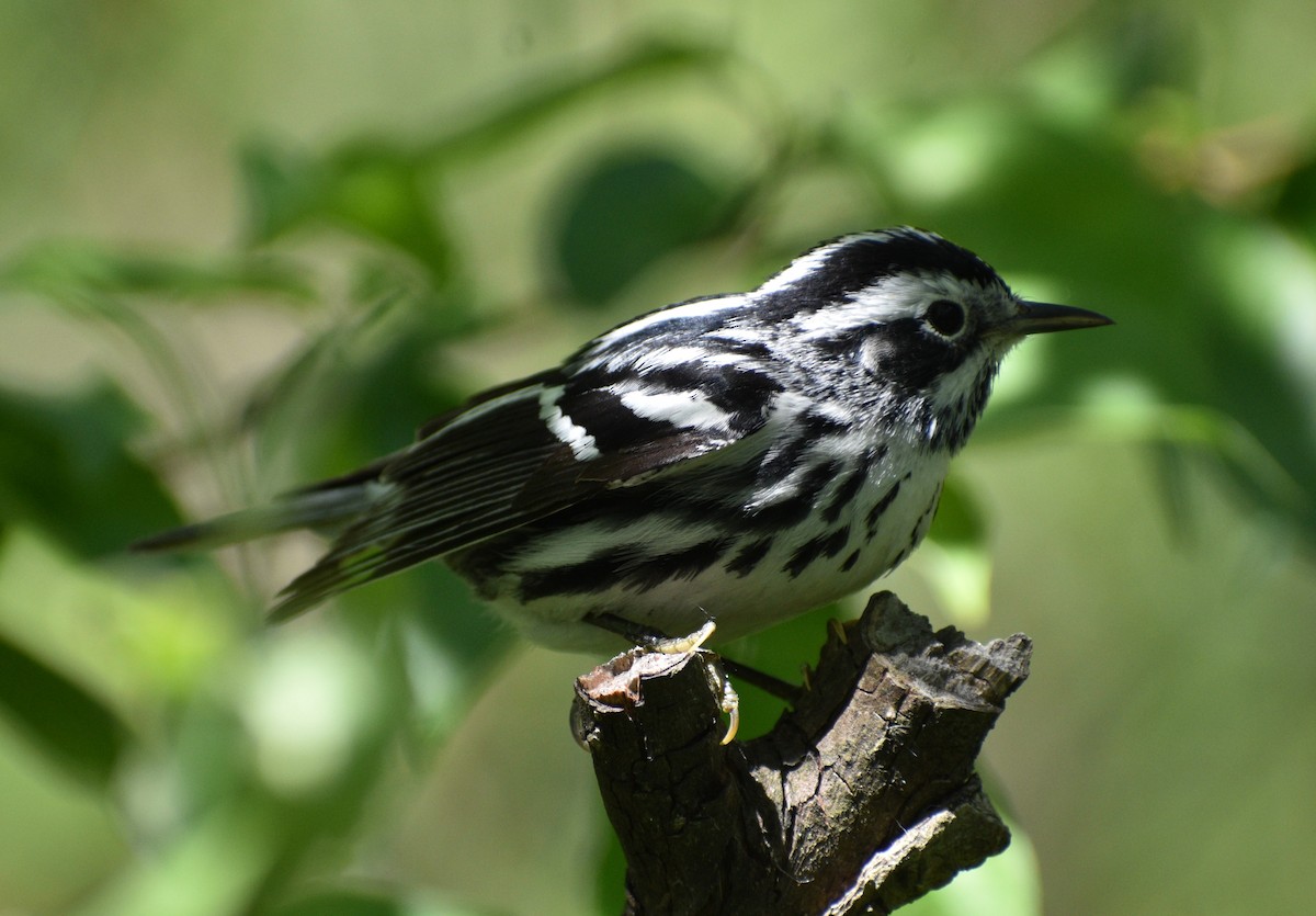 Black-and-white Warbler - ML619113738