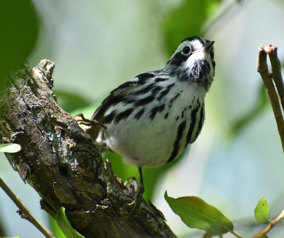 Black-and-white Warbler - ML619113739