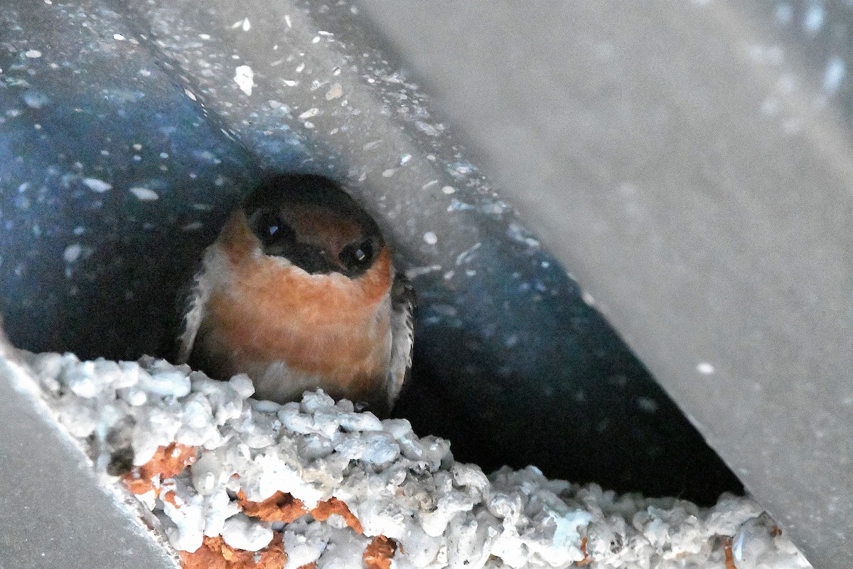 Cave Swallow - ML619113741