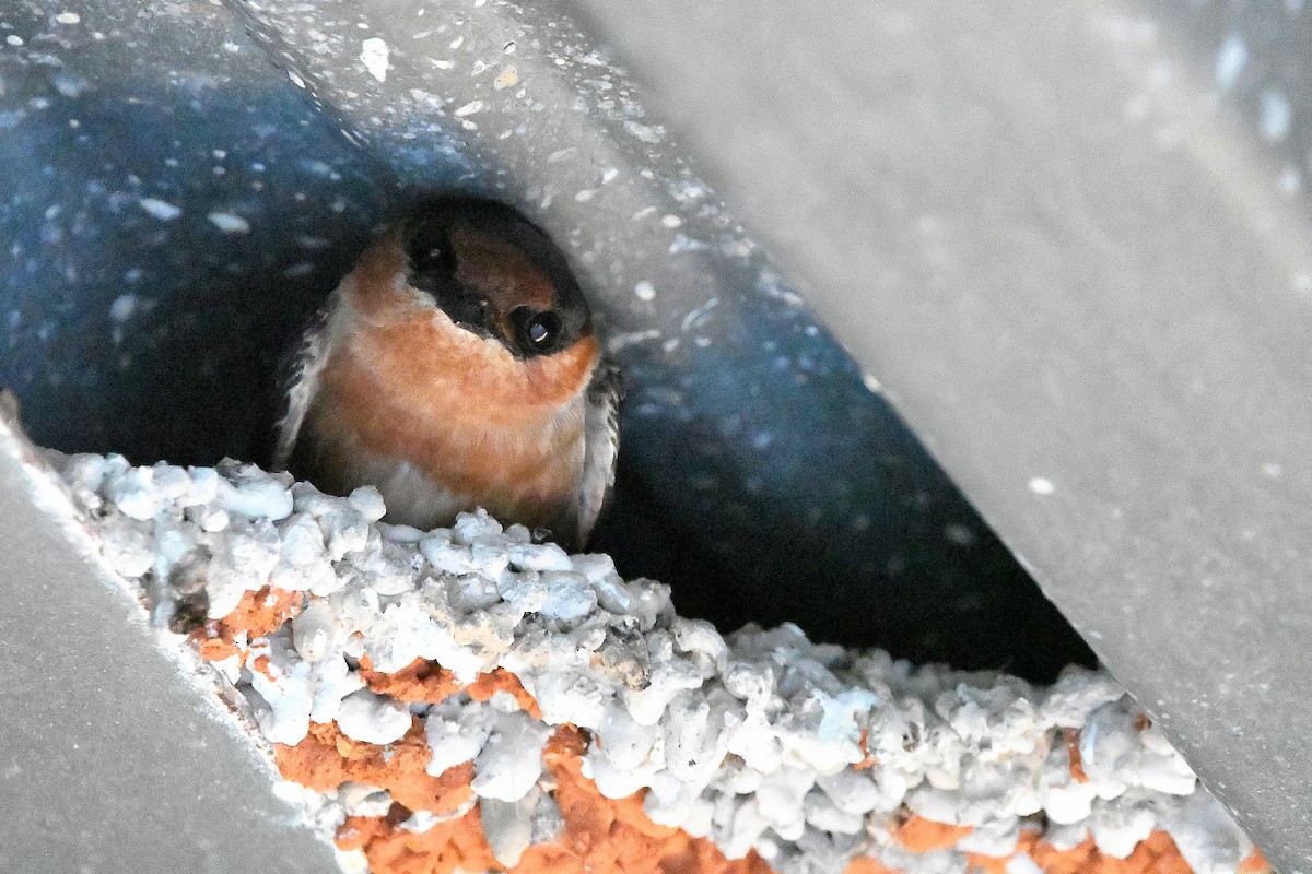 Cave Swallow - ML619113746