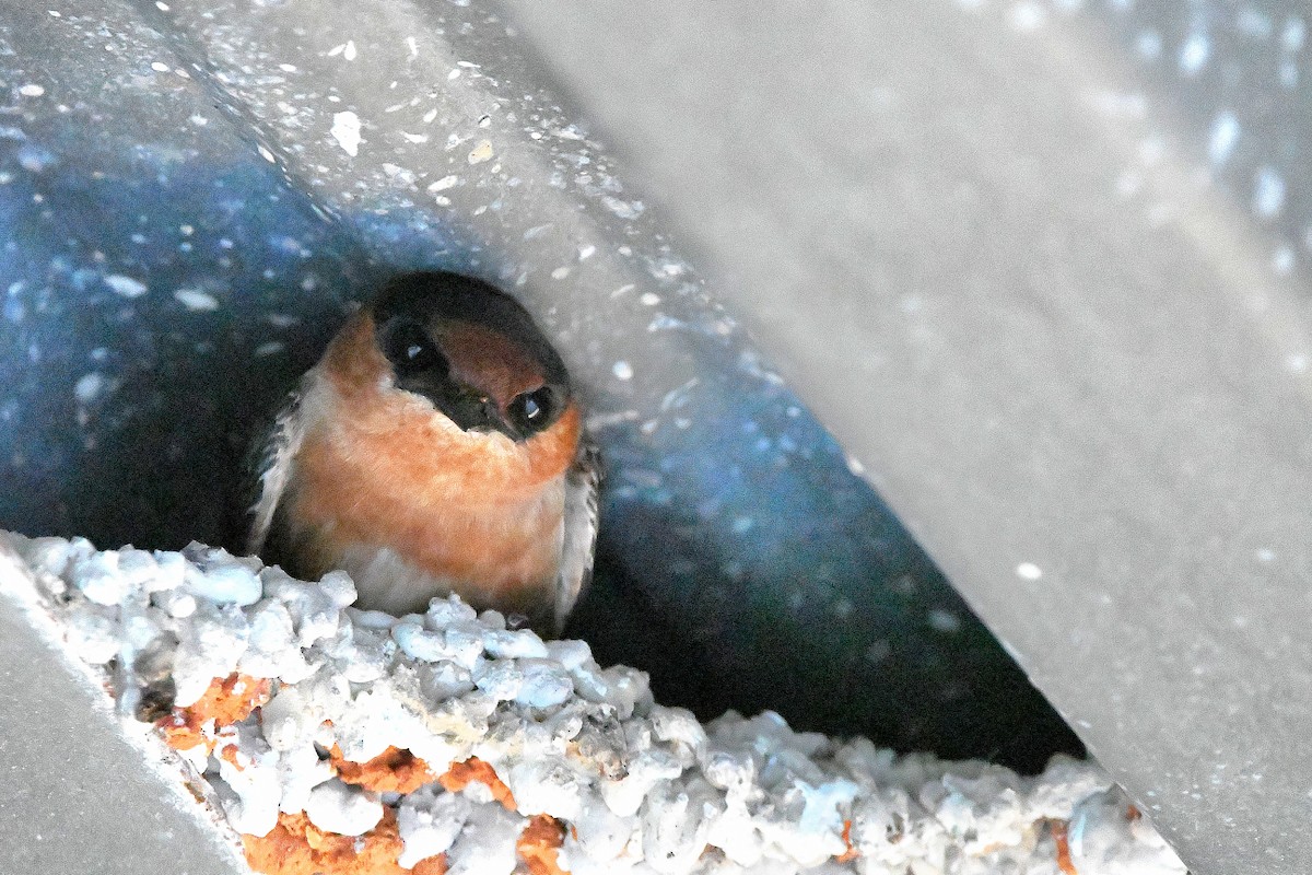 Cave Swallow - ML619113755