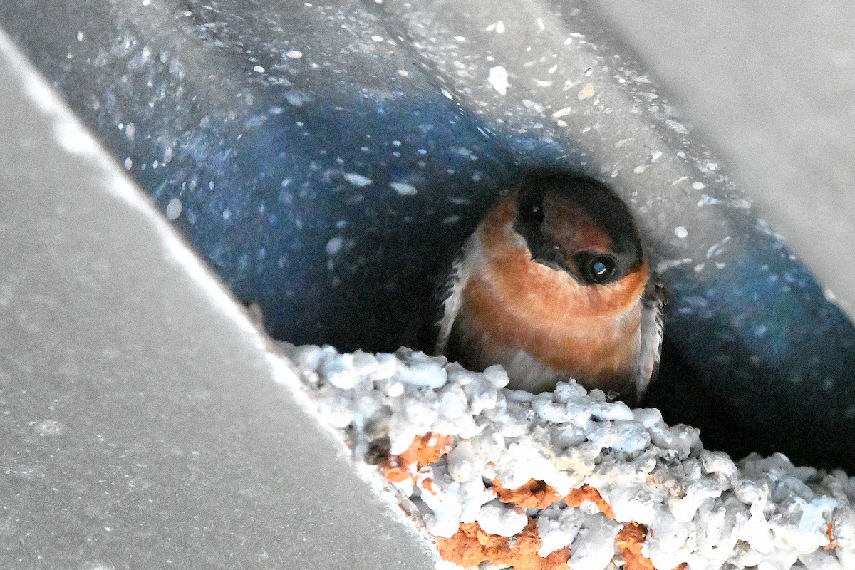 Cave Swallow - ML619113770