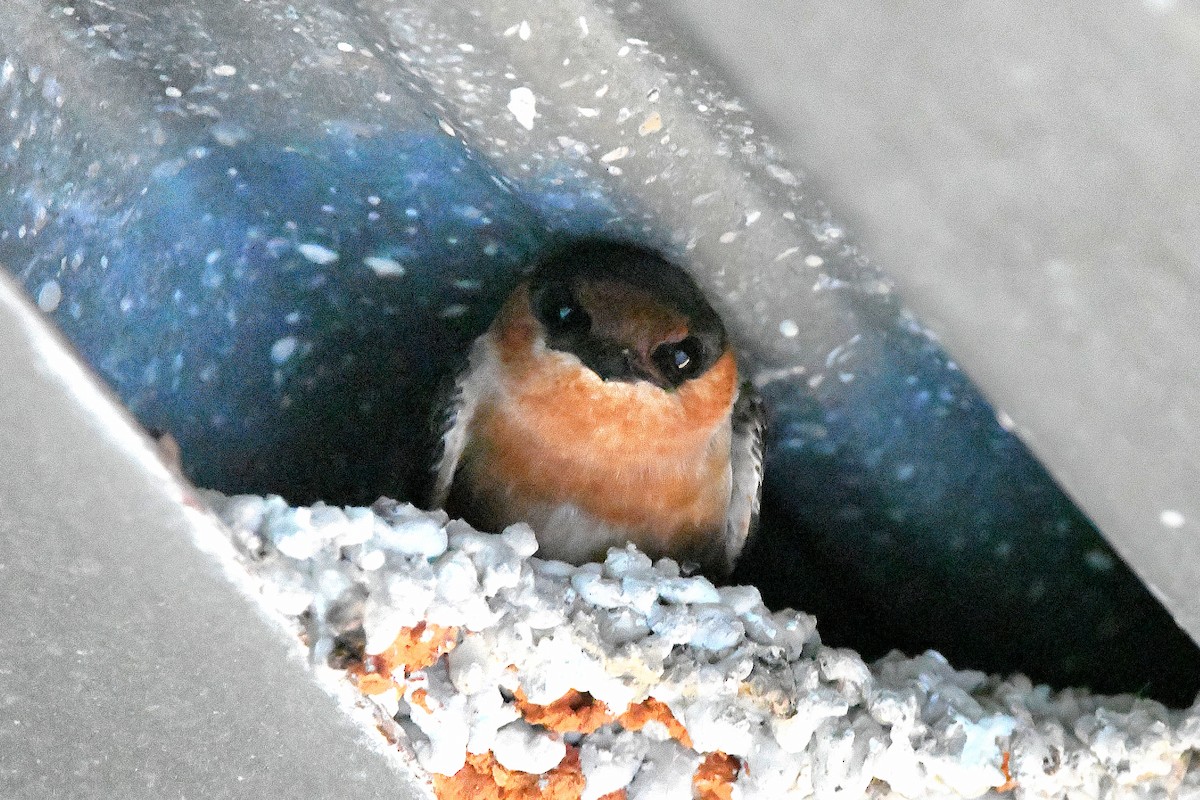 Cave Swallow - ML619113787