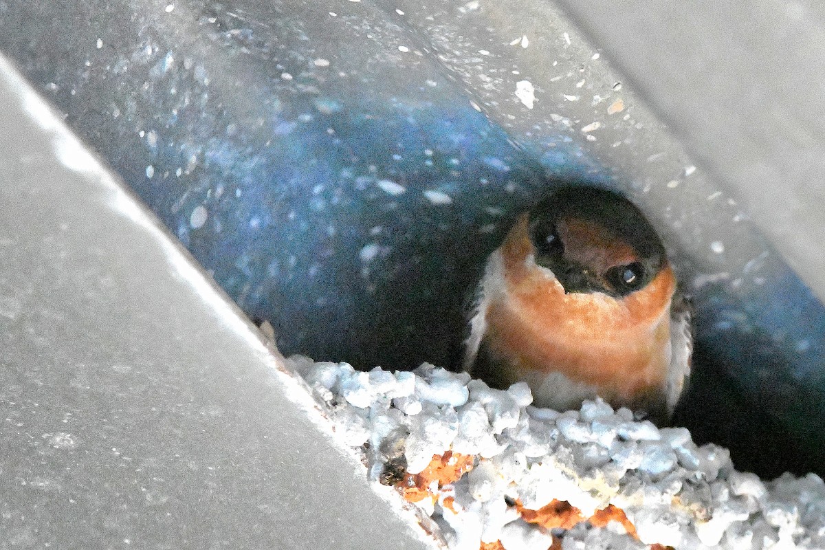 Cave Swallow - ML619113805