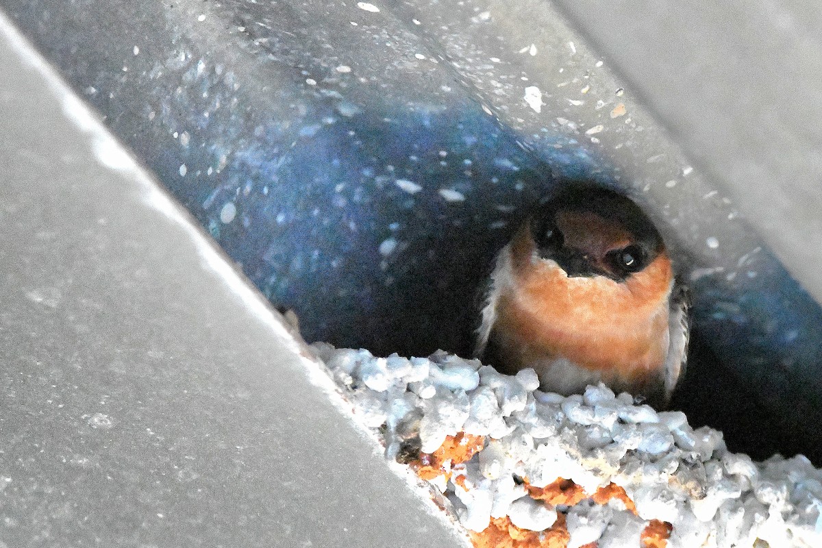 Cave Swallow - ML619113816
