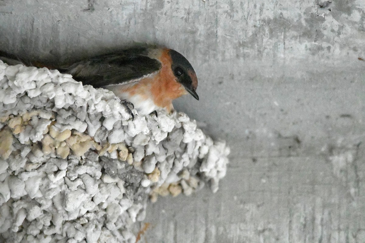 Cave Swallow - ML619113834