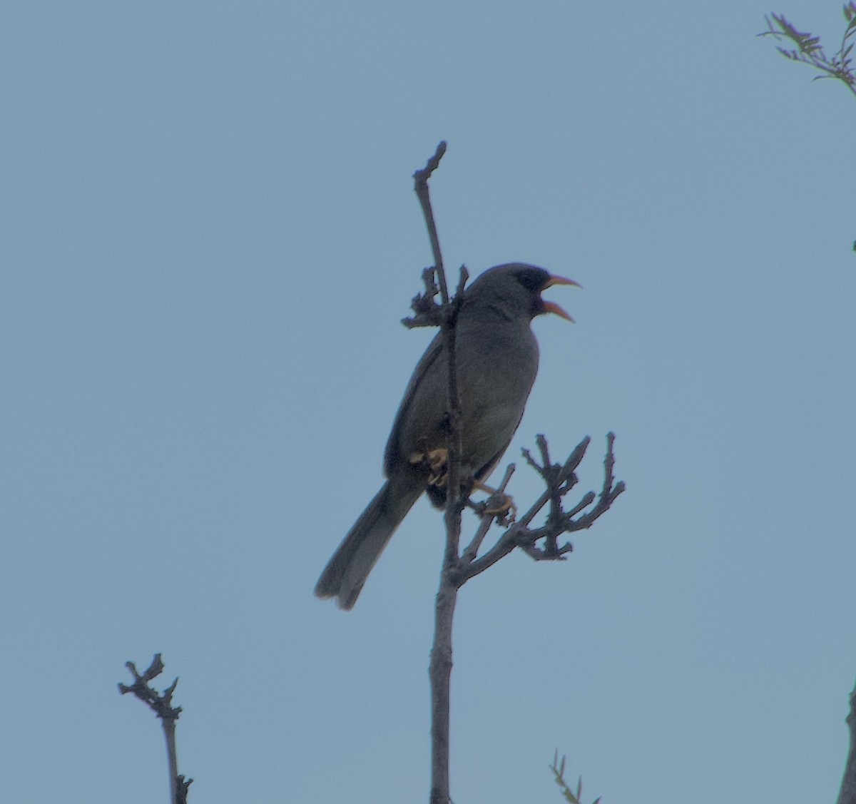 Gray-winged Inca-Finch - ML619113844