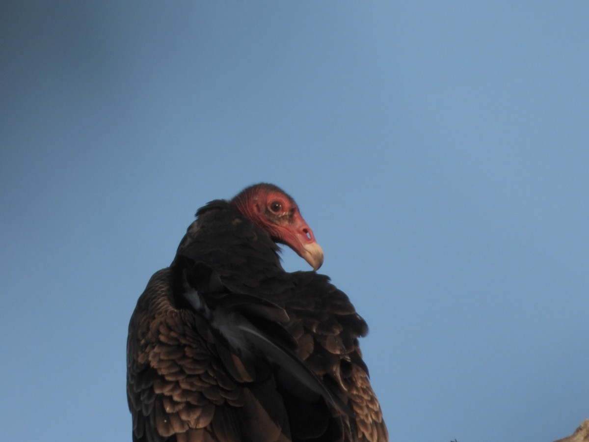 Turkey Vulture - ML619113849