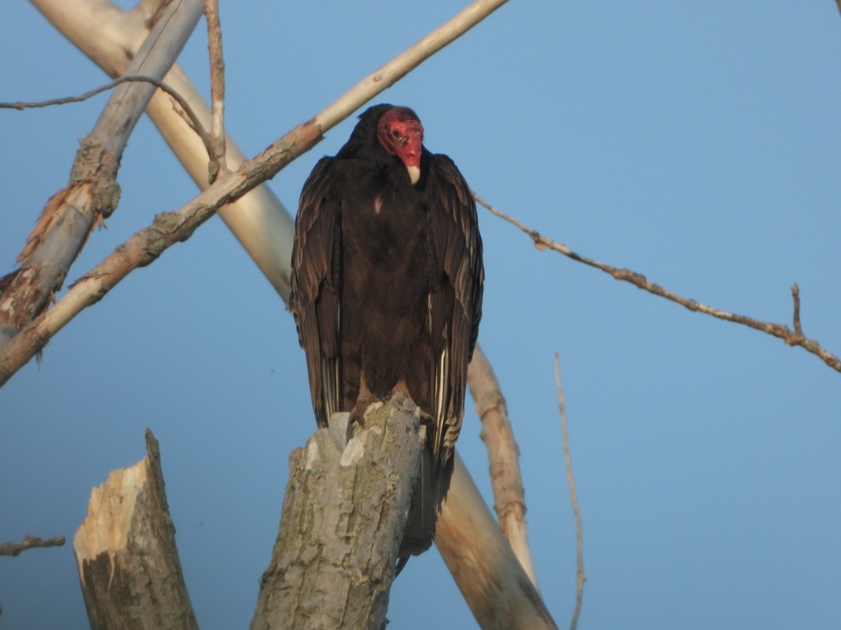 Turkey Vulture - ML619113850