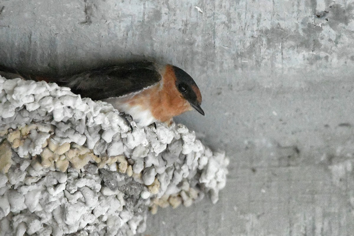 Cave Swallow - ML619113859