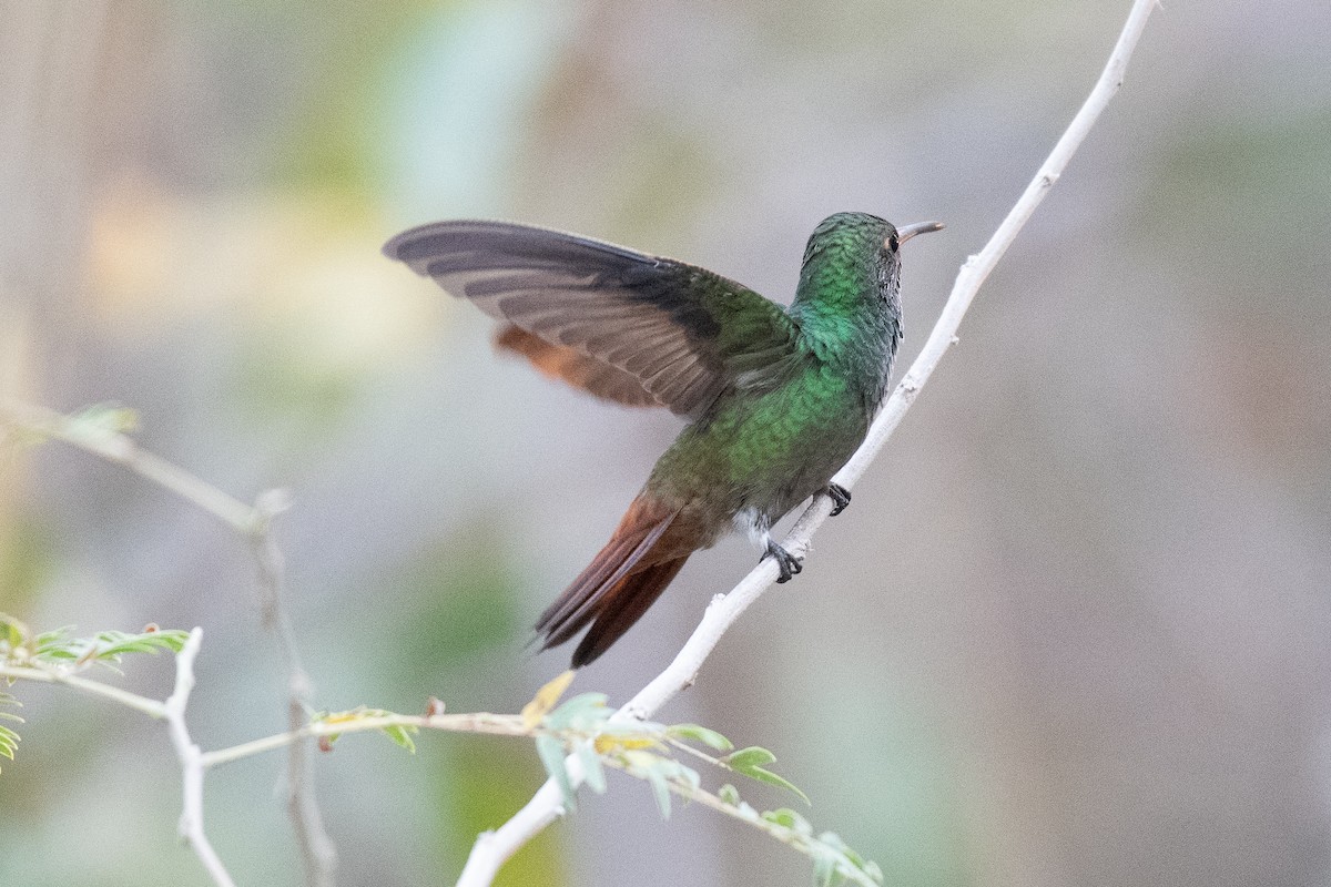 Rufous-tailed Hummingbird (Rufous-tailed) - ML619113866