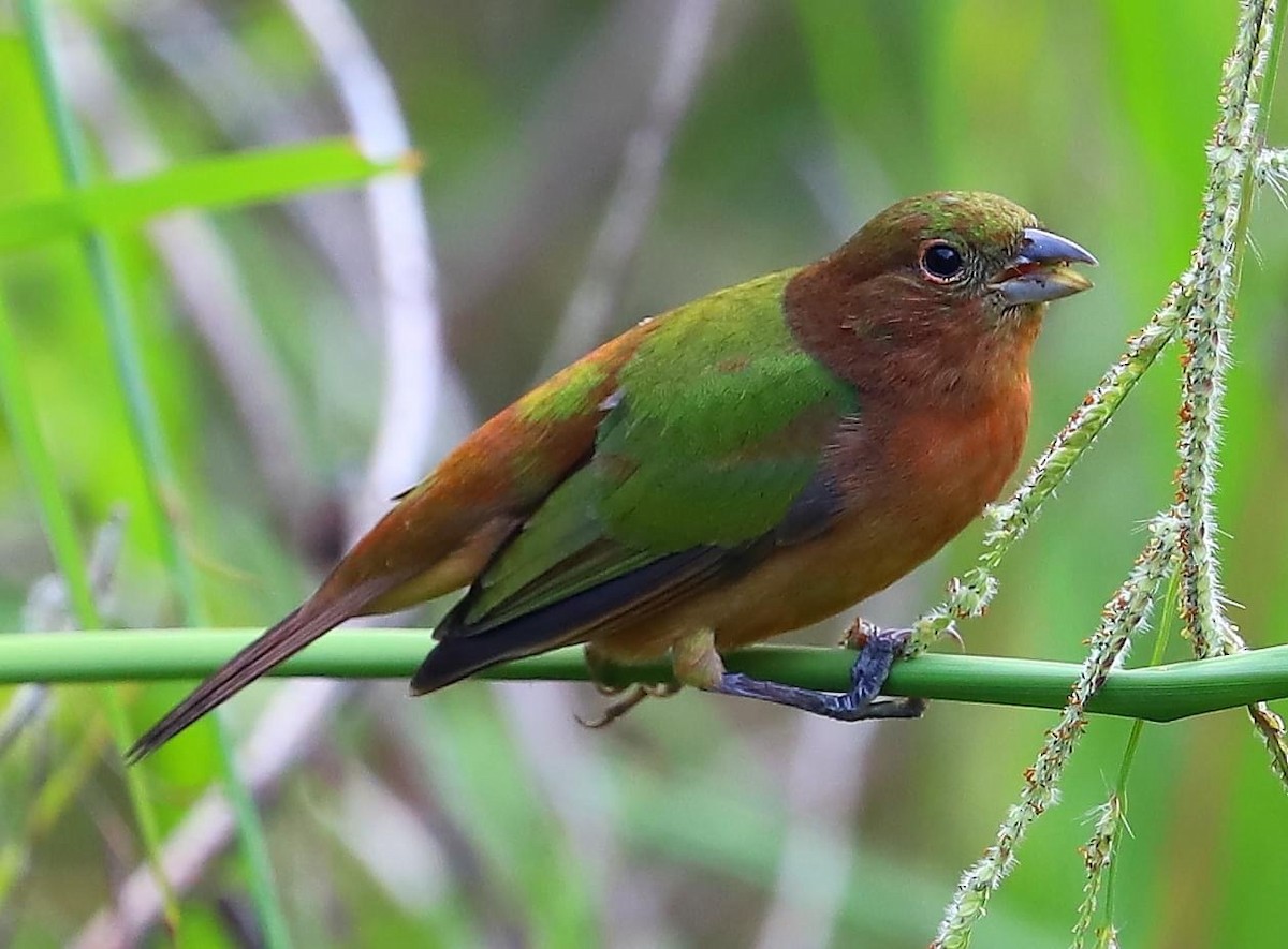 Painted Bunting - ML619113876