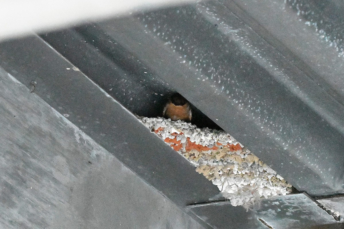 Cave Swallow - ML619113879