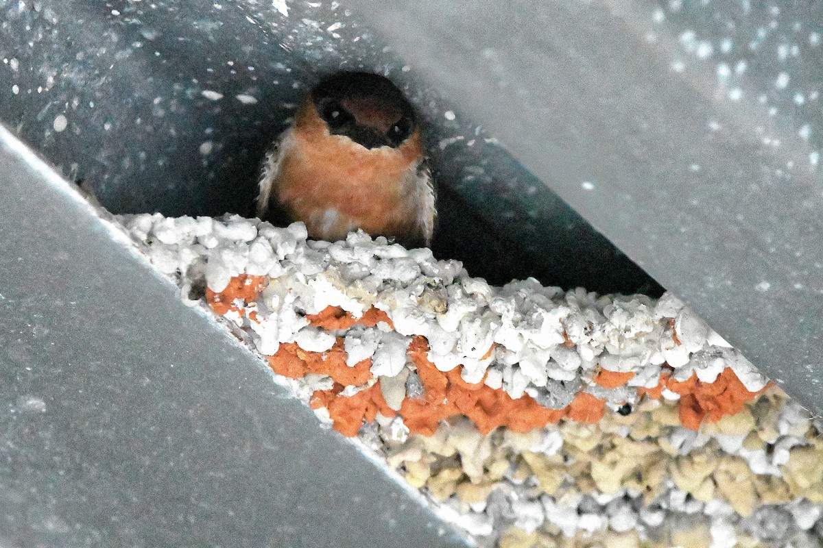 Cave Swallow - ML619113907