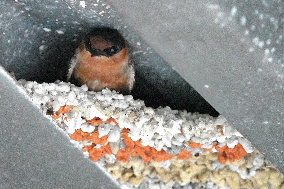 Cave Swallow - ML619113920