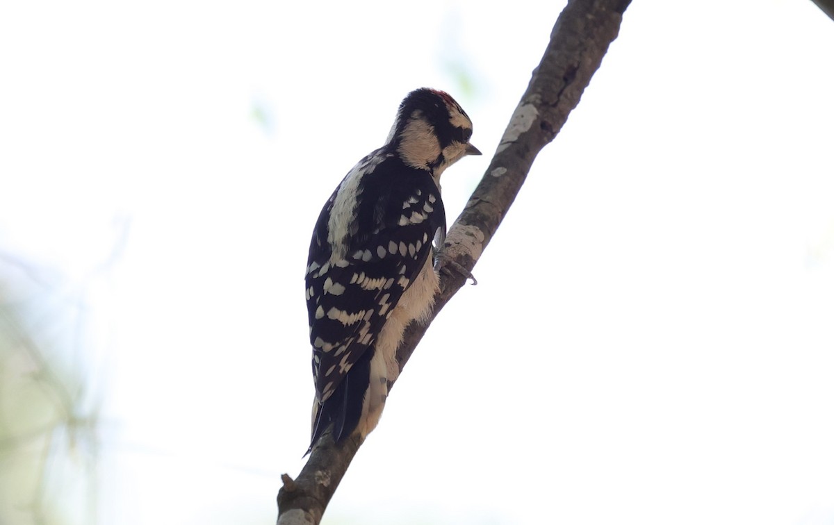 Downy Woodpecker - ML619113922