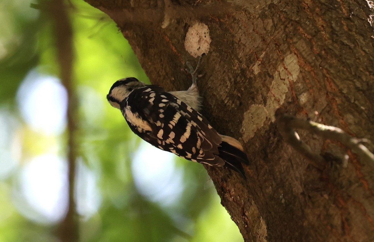 Downy Woodpecker - ML619113923