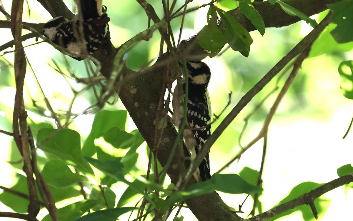 Downy Woodpecker - ML619113933