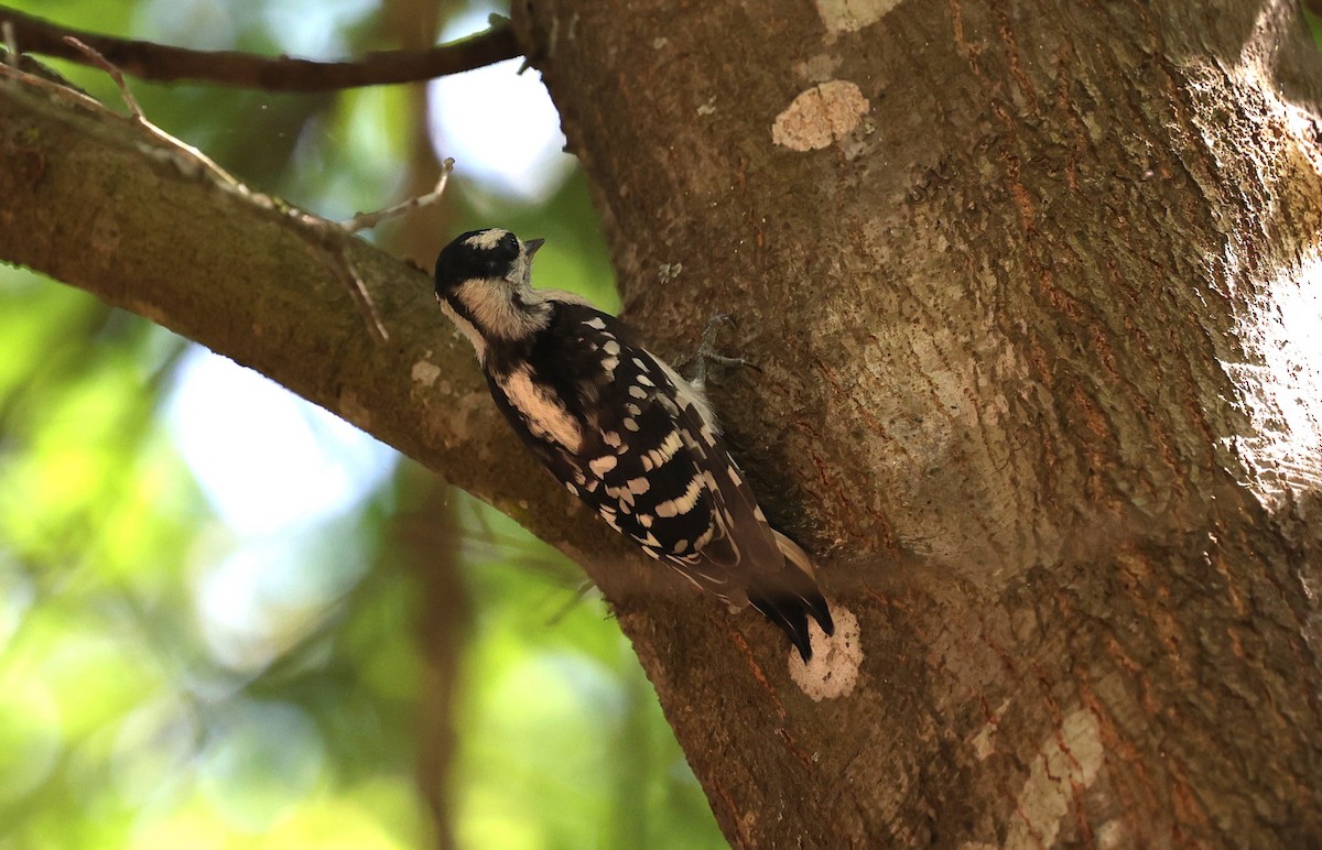 Downy Woodpecker - ML619113937