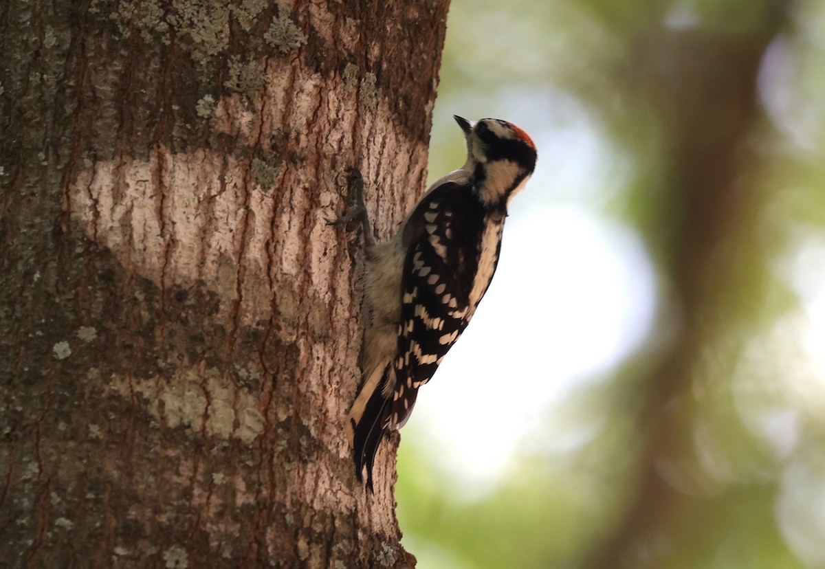 Downy Woodpecker - ML619113938