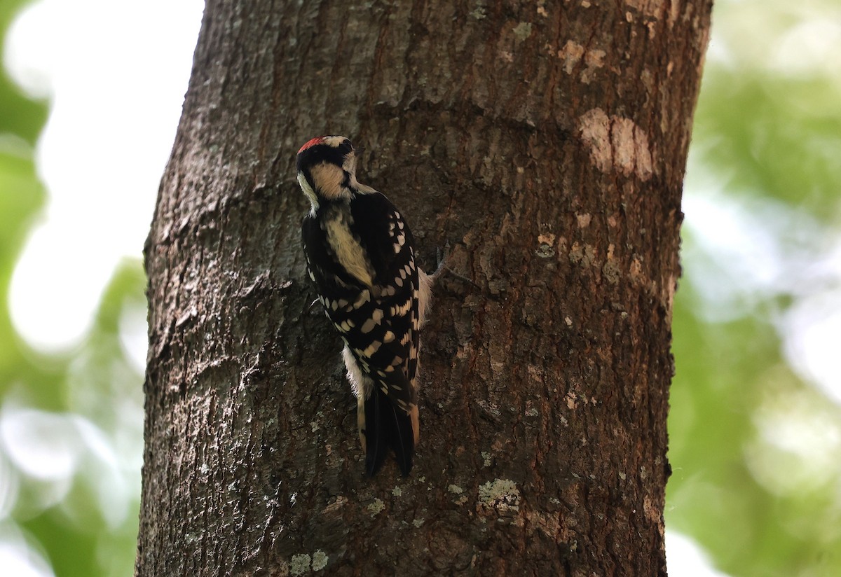 Downy Woodpecker - ML619113939