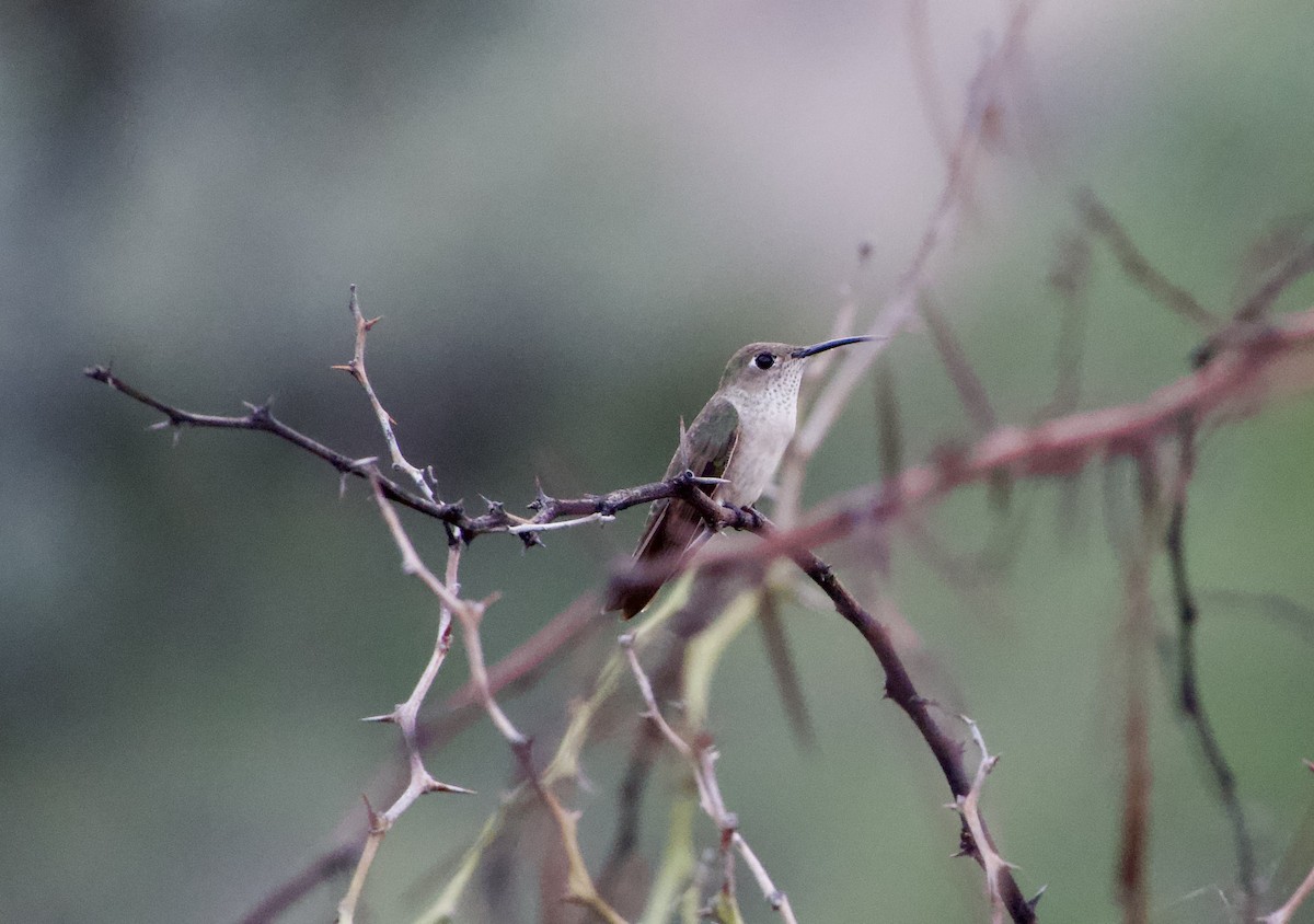 Spot-throated Hummingbird - ML619113954