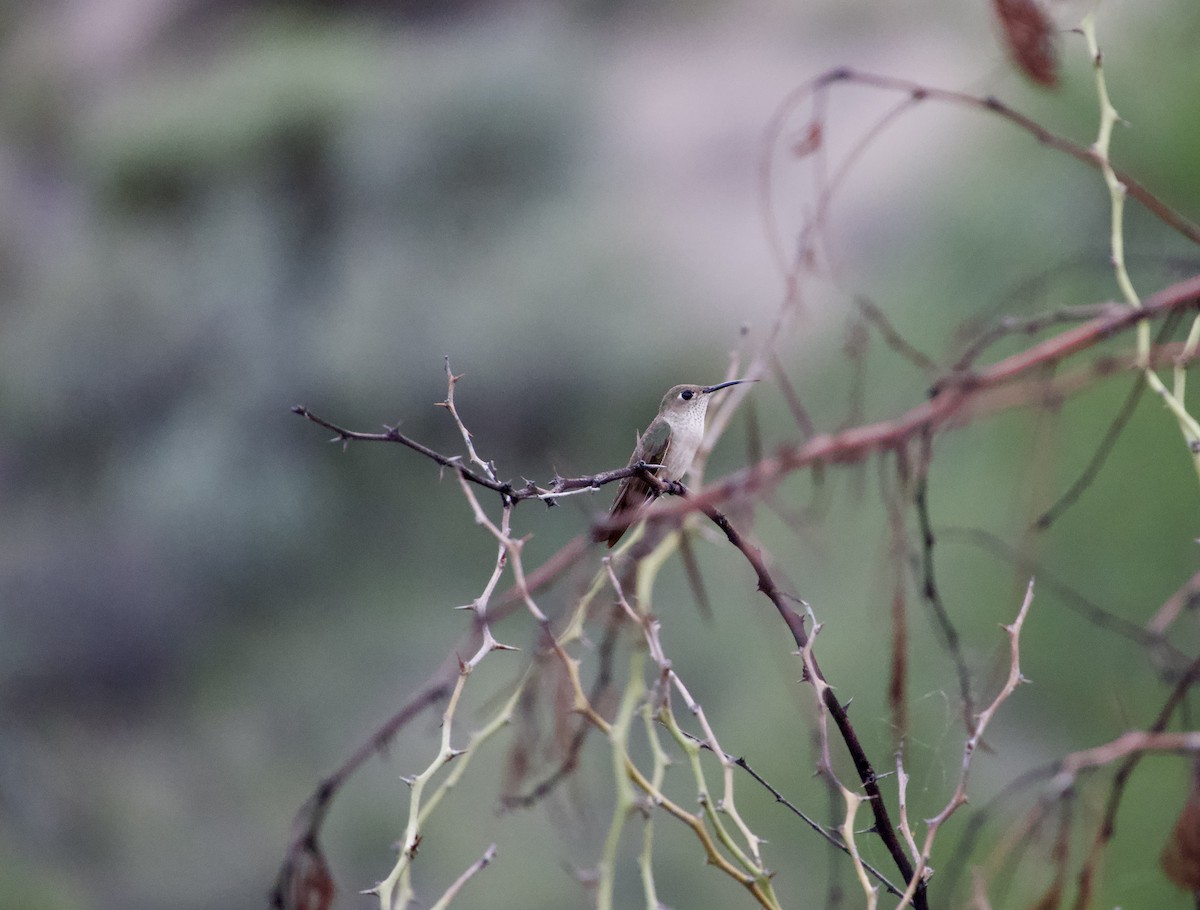 Spot-throated Hummingbird - ML619113955