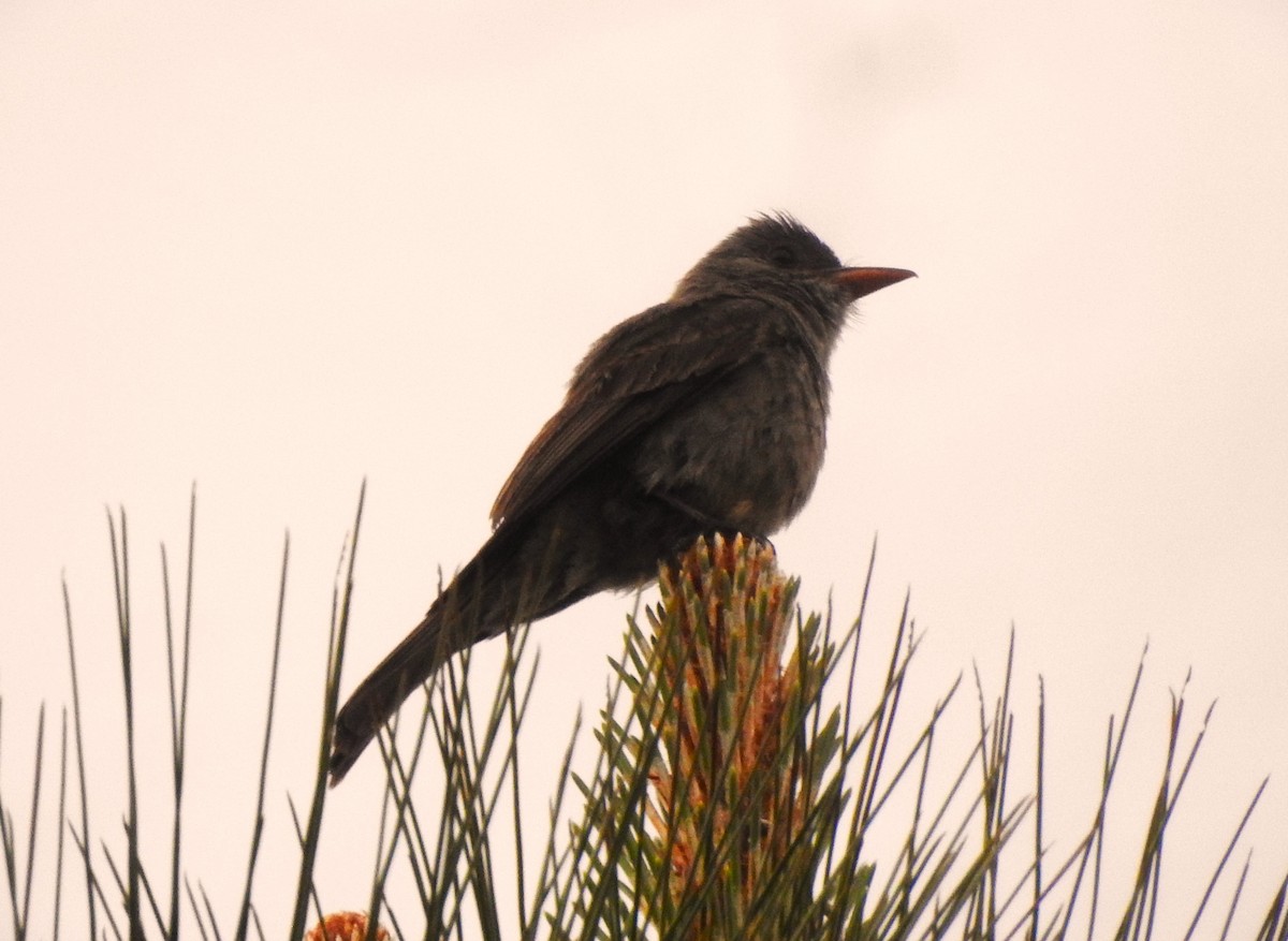Greater Pewee - ML619113964