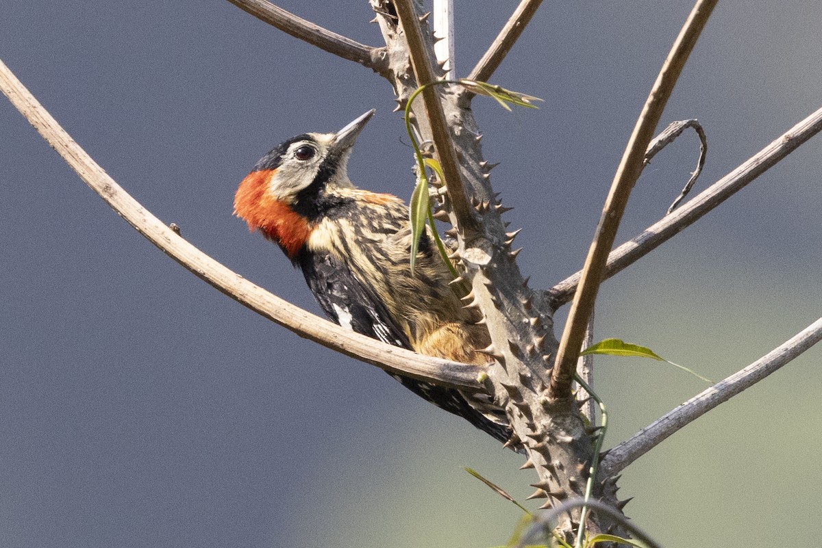Crimson-naped Woodpecker - ML619113969