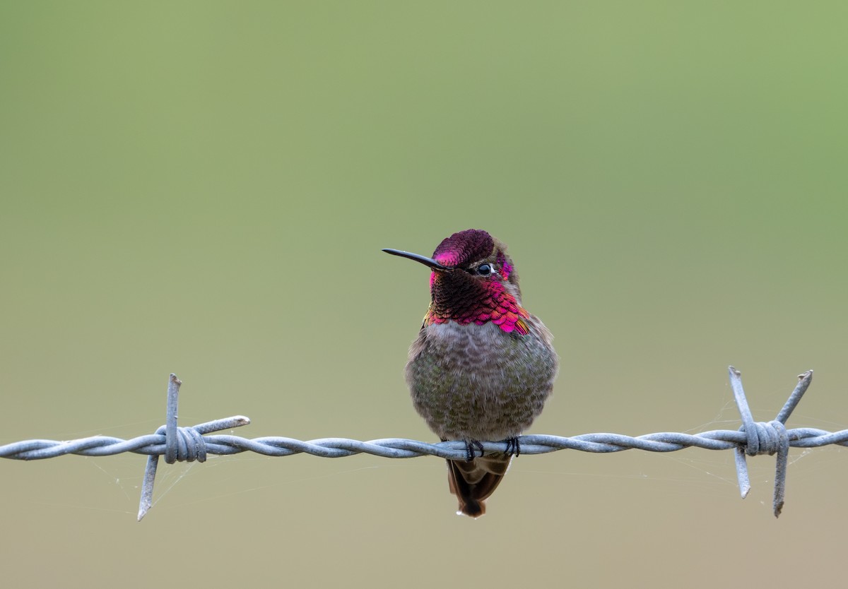 Anna's Hummingbird - ML619114055