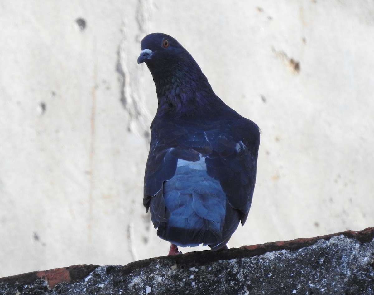 Rock Pigeon (Feral Pigeon) - ML619114056