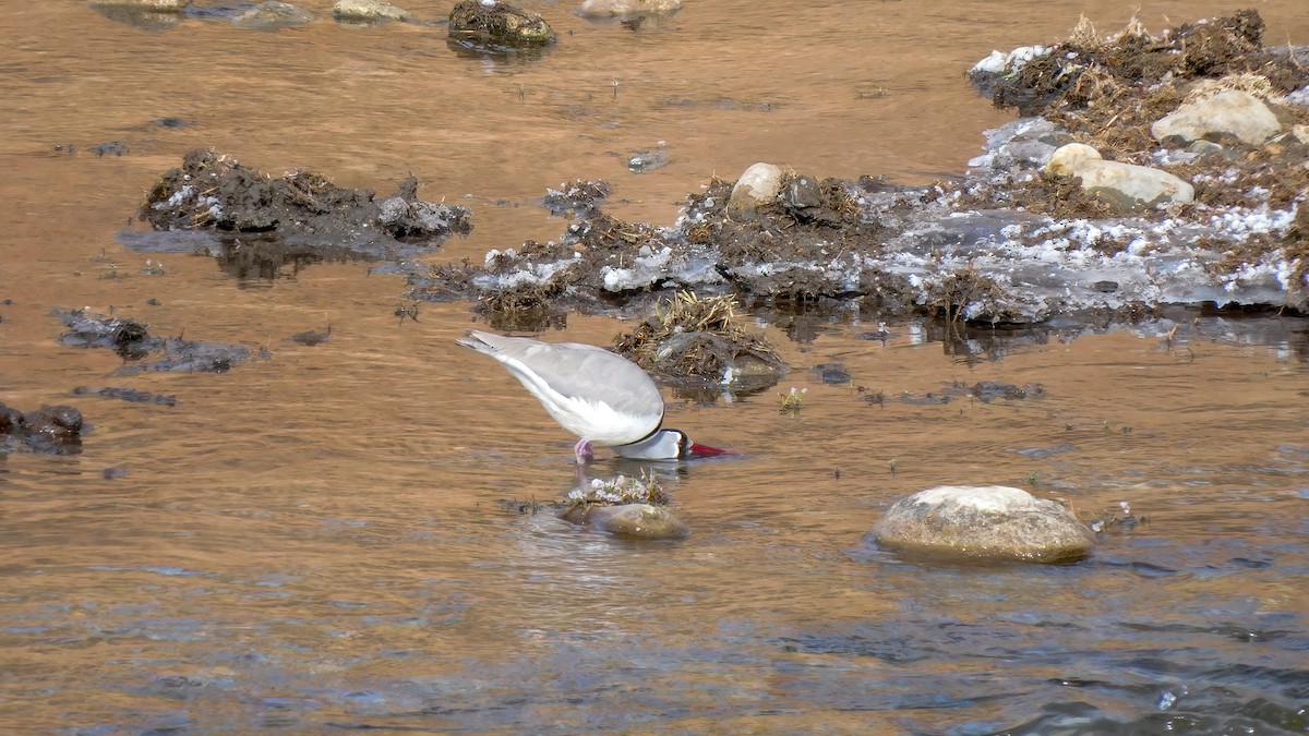 Bec-d'ibis tibétain - ML619114059