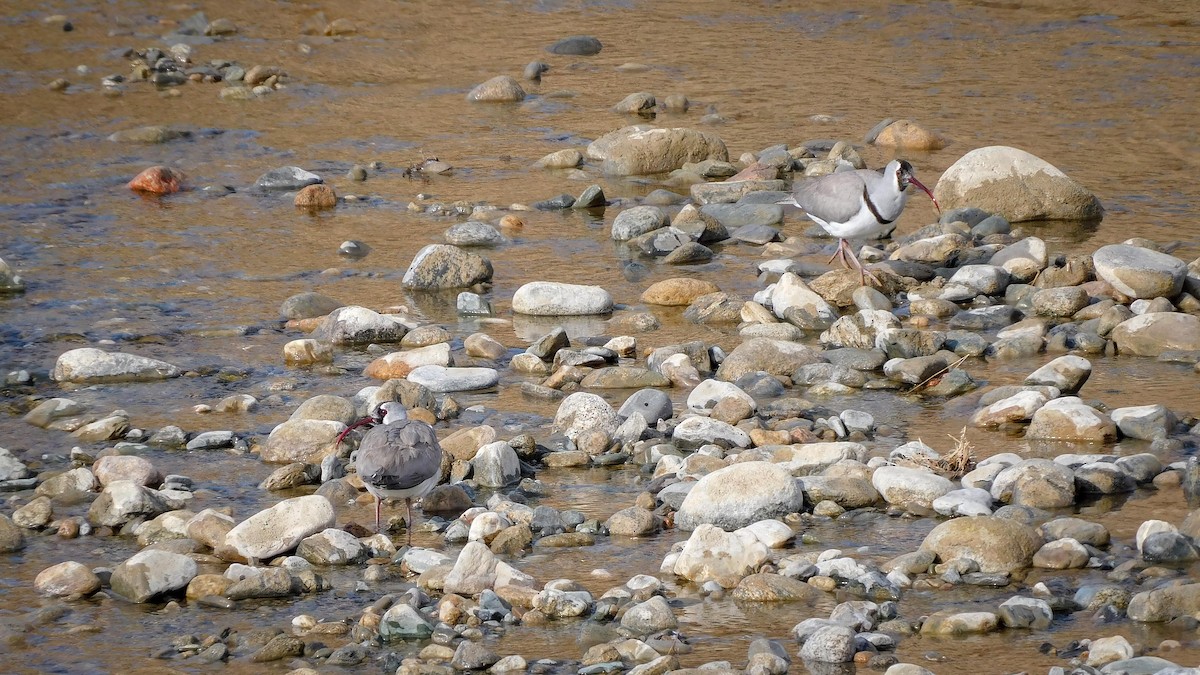Bec-d'ibis tibétain - ML619114060