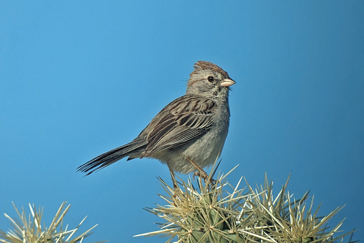 Rufous-winged Sparrow - ML619114115