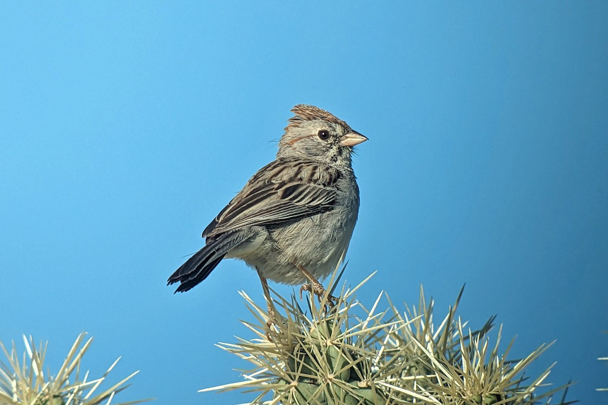 Rufous-winged Sparrow - ML619114116