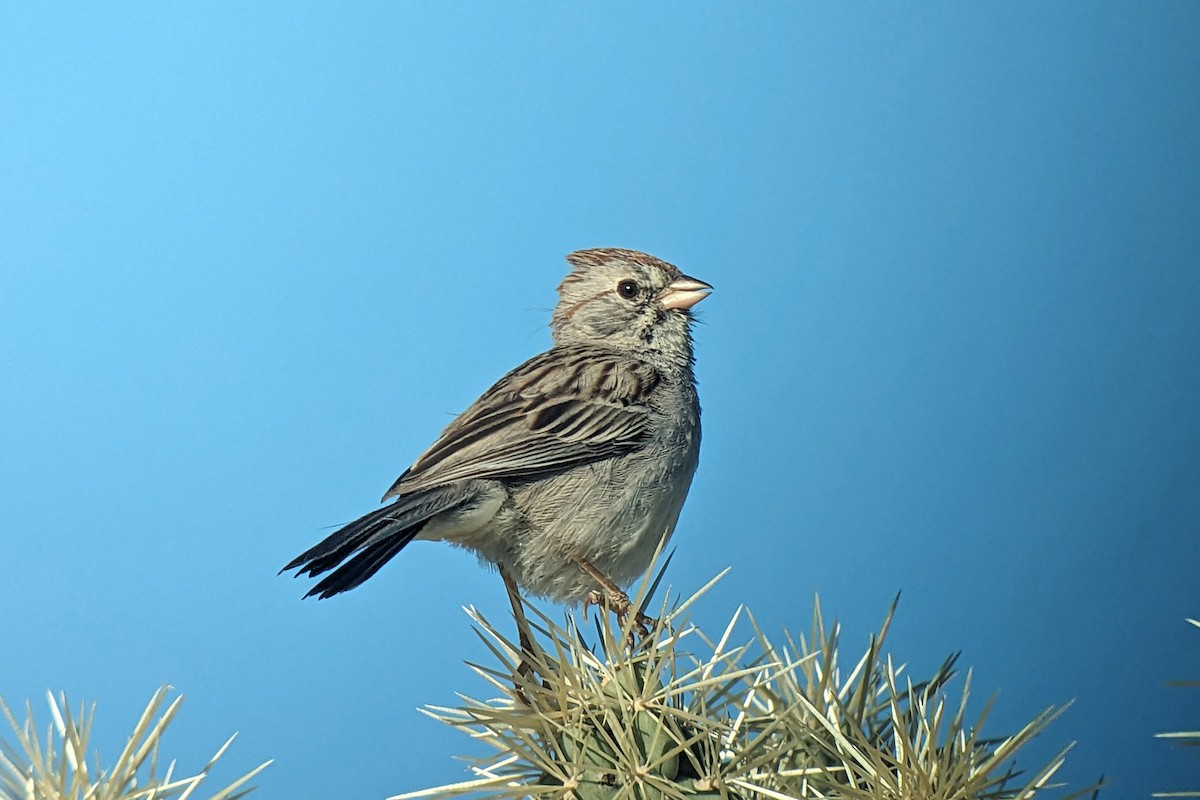 Rufous-winged Sparrow - ML619114117