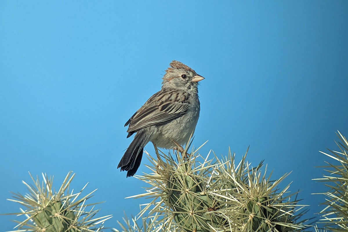 Rufous-winged Sparrow - ML619114118