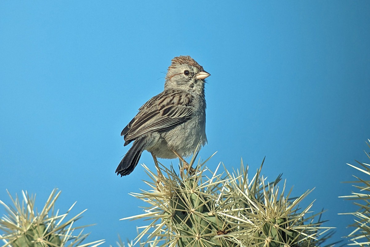 Rufous-winged Sparrow - ML619114119