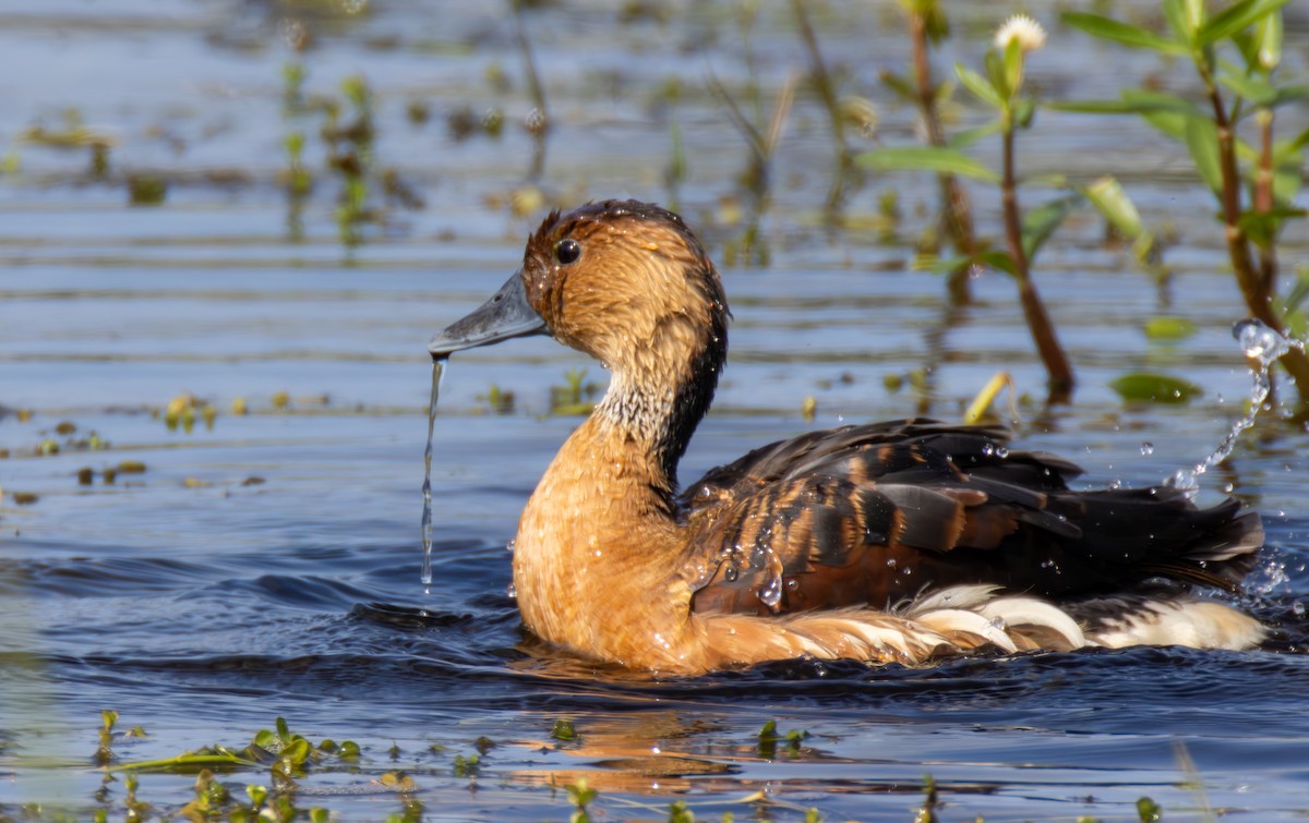 Fulvous Whistling-Duck - ML619114121