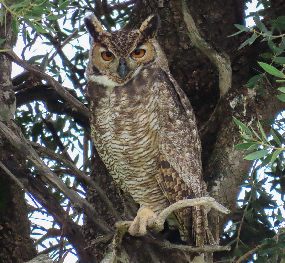 Great Horned Owl - ML619114143